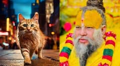 मांजर आडवी गेली की अशुभ? काय आहे या अंधश्रद्धेचं सत्य? प्रेमानंद महाराजांनी सांगितलं...