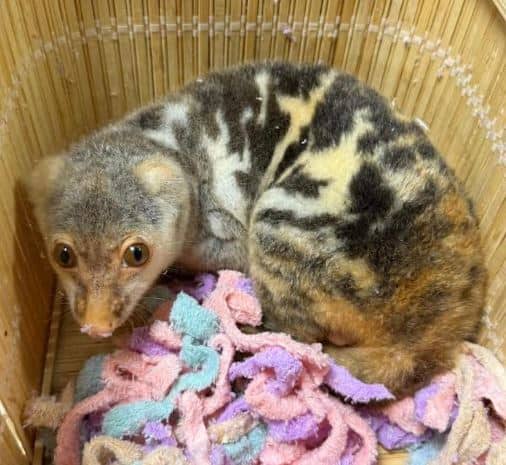 वैजिओ स्पॉटेड कुस्कस आणि हिरवे इगुआना हे असे प्राणी आहेत जे CITES (संकटग्रस्त प्रजातींमधील आंतरराष्ट्रीय व्यापारावरील करार) च्या परिशिष्ट-II यादीत येतात, ज्यांच्या आंतरराष्ट्रीय व्यापारावर बंदी आहे.