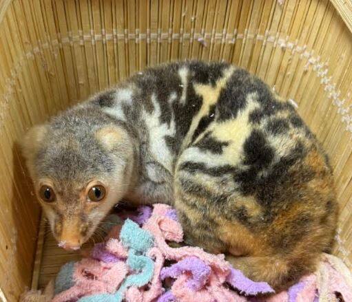 जप्त करण्यात आलेल्या प्राण्यांमध्ये दोन सुमात्रन पट्टेदार ससे, एक वैजिओ स्पॉटेड कुस्कस, तीन तपकिरी बॅसिलिस्क सरडे (ज्यापैकी एक मरण पावला) आणि 115 हिरव्या इगुआना यांचा समावेश आहे.