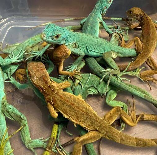 जप्त करण्यात आलेल्या प्राण्यांमध्ये दोन सुमात्रन पट्टेदार ससे, एक वैजिओ स्पॉटेड कुस्कस, तीन तपकिरी बॅसिलिस्क सरडे (ज्यापैकी एक मरण पावला) आणि 115 हिरव्या इगुआना यांचा समावेश आहे.