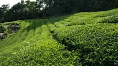 India Becomes Tea Export Powerhouse, Women Make Up 58% Of Workforce