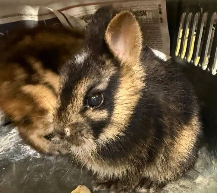 दोन्ही आरोपींच्या बॅगांमधून दुर्मिळ आणि संरक्षित विदेशी प्राणी जप्त करण्यात आले आहेत.