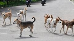 தமிழகத்தில் ஒரே ஆண்டில் 5 லட்சம் பேருக்கு நாய்க்கடி.. 40 பேர் மரணம் - உஷாரா இருங்க மக்களே!