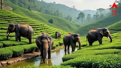 ঘাস কাটতে গিয়ে চলে গেল প্রাণ, হাতির আক্রমণে মৃত্যু চা শ্রমিকের