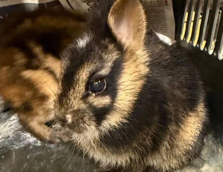 मुंबई विमानतळावर दुर्मिळ विदेशी प्राण्यांची तस्करी करणाऱ्या दोन तस्करांना पोलिसांनी अटक केली आहे.