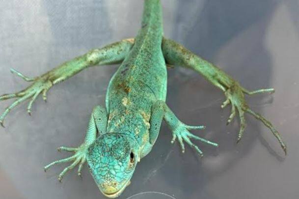 प्राणी जप्त होताच, सीमाशुल्क विभागाने प्राणी संरक्षण स्वयंसेवी संस्थेच्या मदतीने सर्व प्राणी सुरक्षित केले आणि नंतर प्राणी अलग ठेवणे विभागाकडून आवश्यक आदेश प्राप्त केल्यानंतर त्यांना त्यांच्या मूळ देशात परत पाठवले.