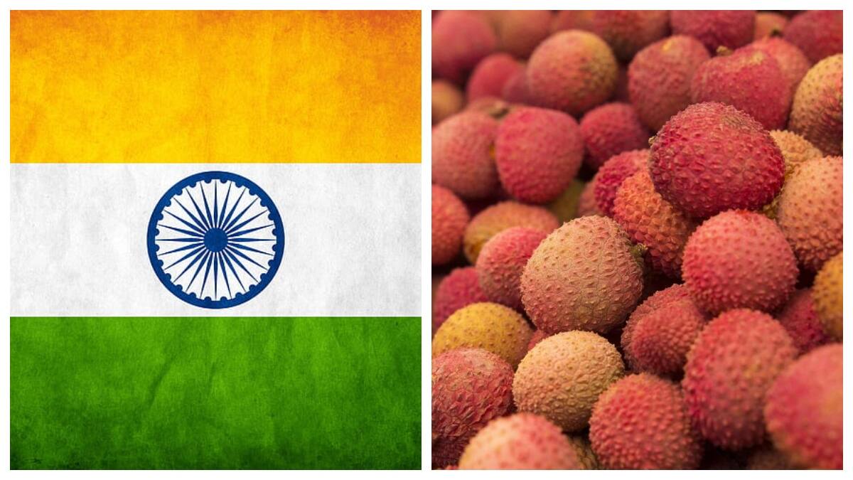 கத்தாருக்கு செல்லும் பதான்கோட் லிச்சி பழங்கள்.. ஏற்றுமதியில் தொடர்ந்து ஆதிக்கம் செலுத்தும் இந்தியா