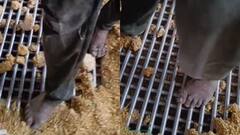 रीवा में पैरों से रौंदकर तैयार हो रहा पोषण आहार, बच्चों-गर्भवती महिलाओं को होता है सप्लाई