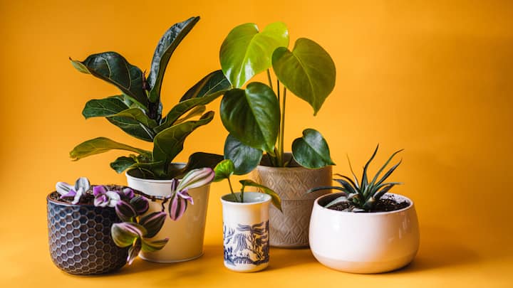 Intelligent ventilation and inner plants: The use of dehumidification and air purifiers can be reduced by using natural options to actively ventilate spaces - or simply leave windows open! Placing interior plants such as peaceflilings or rubber plants as well as areca palms improves air quality and reduced in interior pollution by cross-ventilation strategies used in the salon. (Image source: Canva)