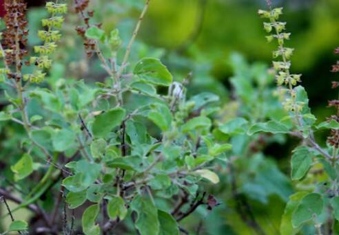 तुलसी की पत्तियों का काढ़ा: तुलसी में मौजूद प्राकृतिक तत्व गले की इन्फेक्शन से लड़ते हैं. तुलसी की 5 पत्तियों को पानी में उबालकर पिएं.