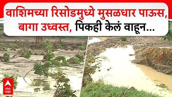 Washim Heavy Rainfall : वाशिमच्या रिसोडमुध्ये मुसळधार पाऊस, बागा उध्वस्त, पिकही केलं वाहून...