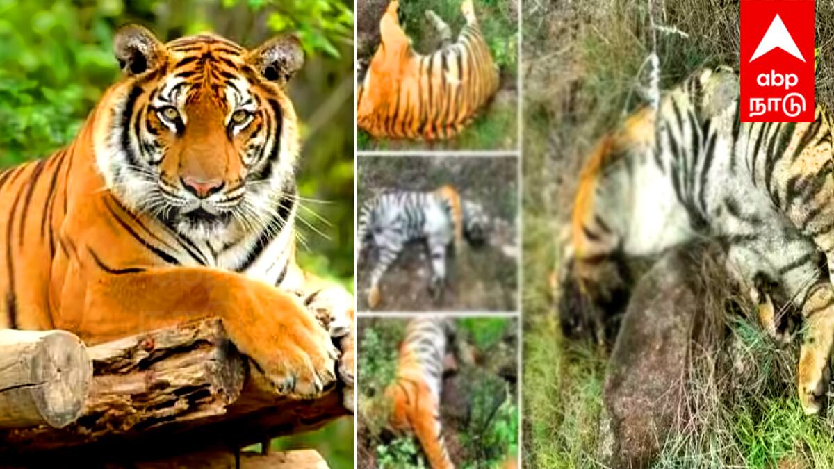 ஒரே நாளில் 5 புலிகள் மரணம்: மர்மம் விலகுமா? அமைச்சர் அதிரடி உத்தரவு!