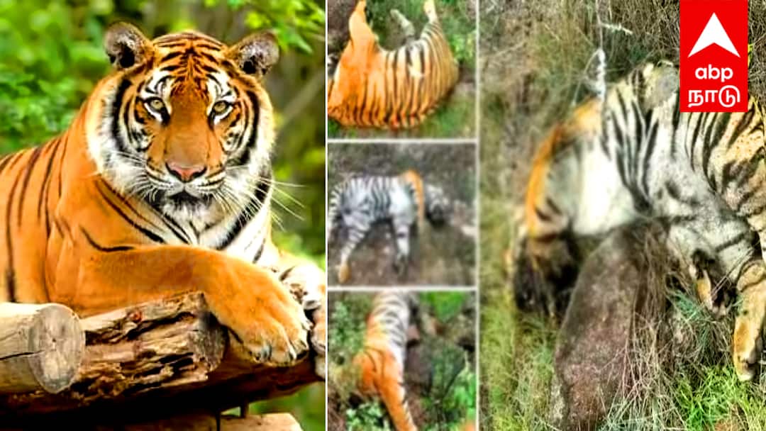 ஒரே நாளில் 5 புலிகள் மரணம்: மர்மம் விலகுமா? அமைச்சர் அதிரடி உத்தரவு!