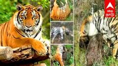 ஒரே நாளில் 5 புலிகள் மரணம்: மர்மம் விலகுமா? அமைச்சர் அதிரடி உத்தரவு!