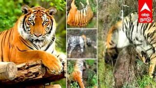 ஒரே நாளில் 5 புலிகள் மரணம்: மர்மம் விலகுமா? அமைச்சர் அதிரடி உத்தரவு!