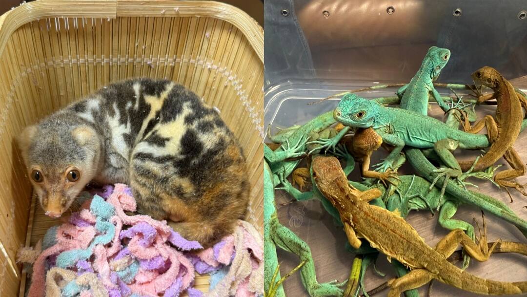 Mumbai airport wildlife smuggling two arrested rare animals seized ann मुंबई एयरपोर्ट पर दुर्लभ जीव-जंतुओं की तस्करी, 2 गिरफ्तार, हैरान करने वाला खुलासा