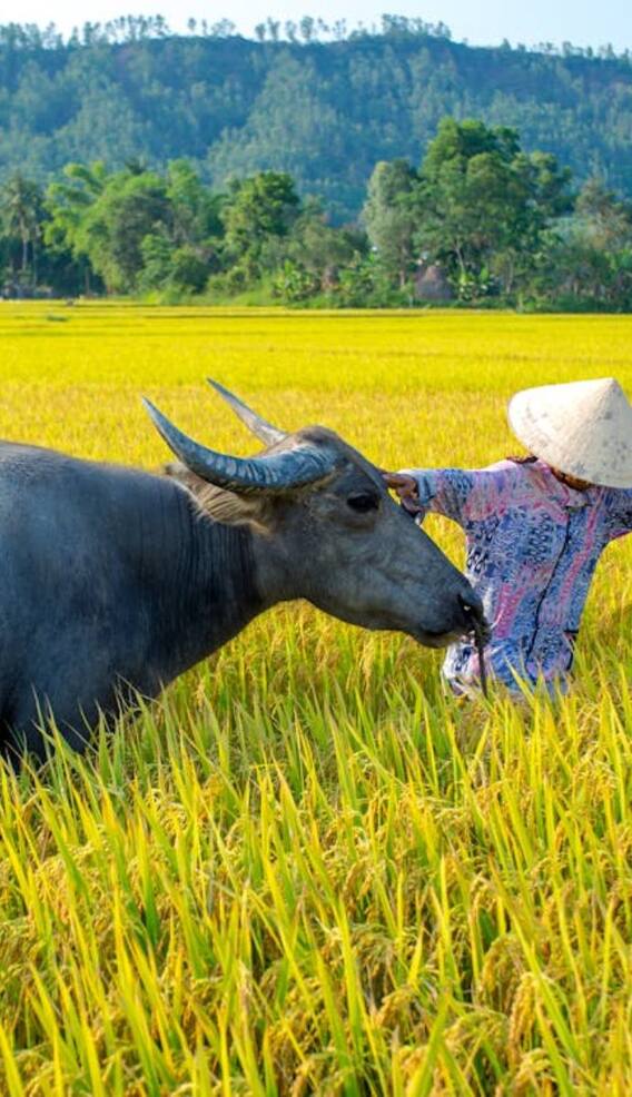 भैंस को क्या खिलाना चाहिए जिससे दूध बढ़ जाए?