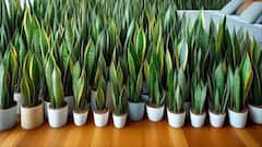 6 Surprising Reasons That Make Snake Plant The Ultimate Home Essential