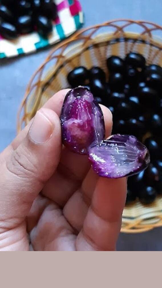 Java Plum — Know The Incredible Health Benefits Of Its Seed Powder