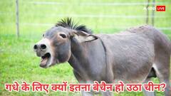 गधों के भरोसे चल रहा था चीन का ये उद्योग, 58000 करोड़ के इस कारोबार पर अब आया भारी संकट