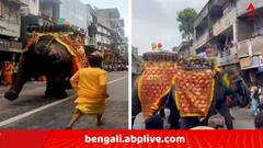 আমদাবাদে রথযাত্রায় বিপত্তি, ডিজে-র বিকট শব্দে উত্তেজিত হয়ে পড়ে ভিড়ের মধ্যে ছুটল দাঁতাল, আহত ৩ !