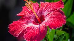 Vastu Tips For Plant: वास्तु शास्त्र के अनुसार जुलाई में घर लाएं ये पौधे! सुख-समृद्धि के साथ मिलेगी शांति?