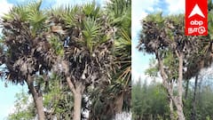 5 கிளைகளுடன் அதிசய பனை மரம்! ஆச்சர்யத்தில் மக்கள் - எங்கு தெரியுமா?