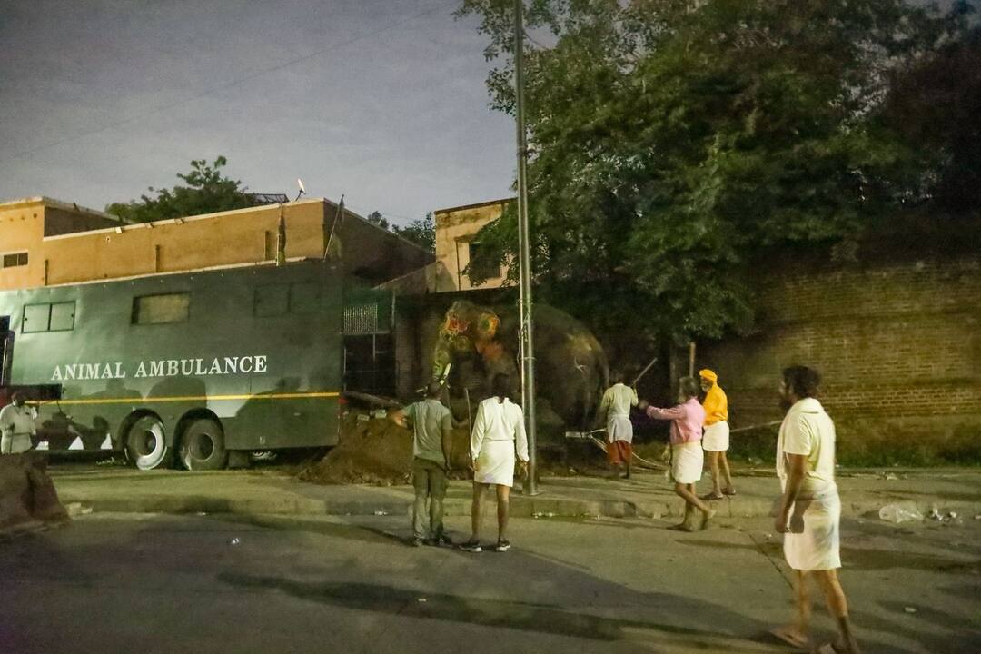 અમદાવાદ રથયાત્રામાં ઉશ્કેરાયેલા હાથીઓની મદદે વનતારા, તાત્કાલીક મોકલી ટીમ Vantara helps agitated elephants during Ahmedabad Rath Yatra અમદાવાદ રથયાત્રામાં ઉશ્કેરાયેલા હાથીઓની મદદે વનતારા, તાત્કાલીક મોકલી ટીમ