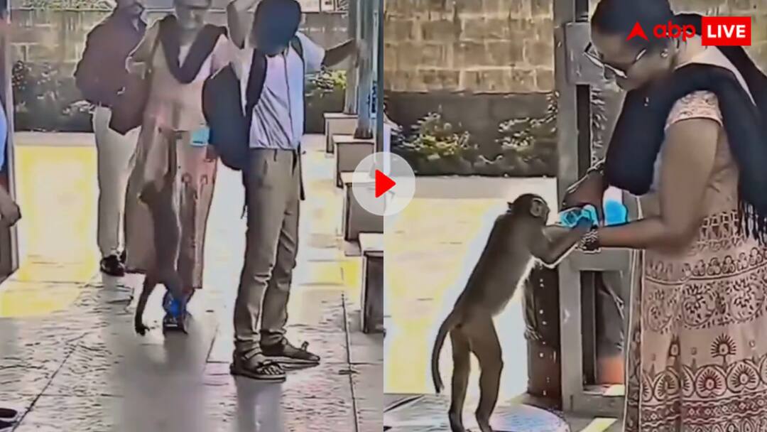 Woman was seen lovingly giving water to a thirsty monkey video goes viral on internet उफ्फ ये गर्मी! बंदर को लगी प्यास तो इस तरह मांगा पानी, फिर दयावान आंटी ने यूं दिखाया प्यार, वायरल हो रहा वीडियो