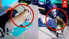 Cheetah Attack CCTV : ஒரே வீட்டில் 3 வேட்டை !நடுங்க வைக்கும் சிறுத்தை திக்..திக்..cctv காட்சிகள்