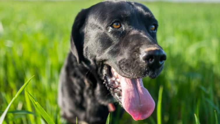 Bengaluru Woman Kills Pet Dog In ‘Black Magic Ritual,’ Decomposed Body Found In Flat After 4 Da