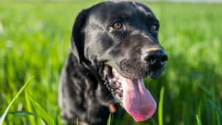 Bengaluru Woman Kills Pet Dog In 'Black Magic Ritual,' Decomposed Body Found In Flat After 4 Days