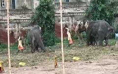 અમદાવાદમાં રથયાત્રા પછી જગન્નાથ મંદિરના હાથી પર 43 સેકન્ડમાં 19 ફટકા: વીડિયો જોઈને પ્રાણીપ્રેમીઓમાં રોષ