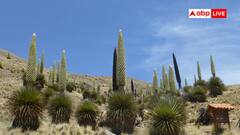 100 साल में सिर्फ एक ही बार खिलता है यह पौधा, हैरान कर देंगी इसकी खूबियां