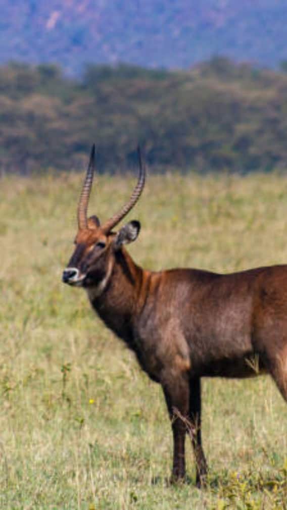 क्या नील गाय का दूध भी पी सकते हैं?