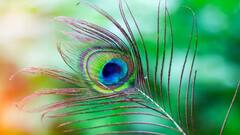 Vastu Tips: મોરપંખને ઘરમાં આ જગ્યા પર રાખી દો, પૈસાથી ભરાઈ જશે તિજોરી