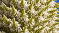 100 साल में सिर्फ एक ही बार खिलता है यह पौधा, हैरान कर देंगी इसकी खूबियां