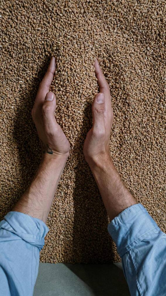 गमले में कैसे उगा सकते हैं गेहूं?