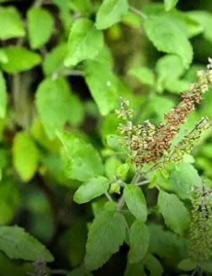 તુલસીનો છોડ ઘરમાં રાખવાના નિયમો, જાણો ક્યાં રાખવાથી મળશે શુભ ફળ