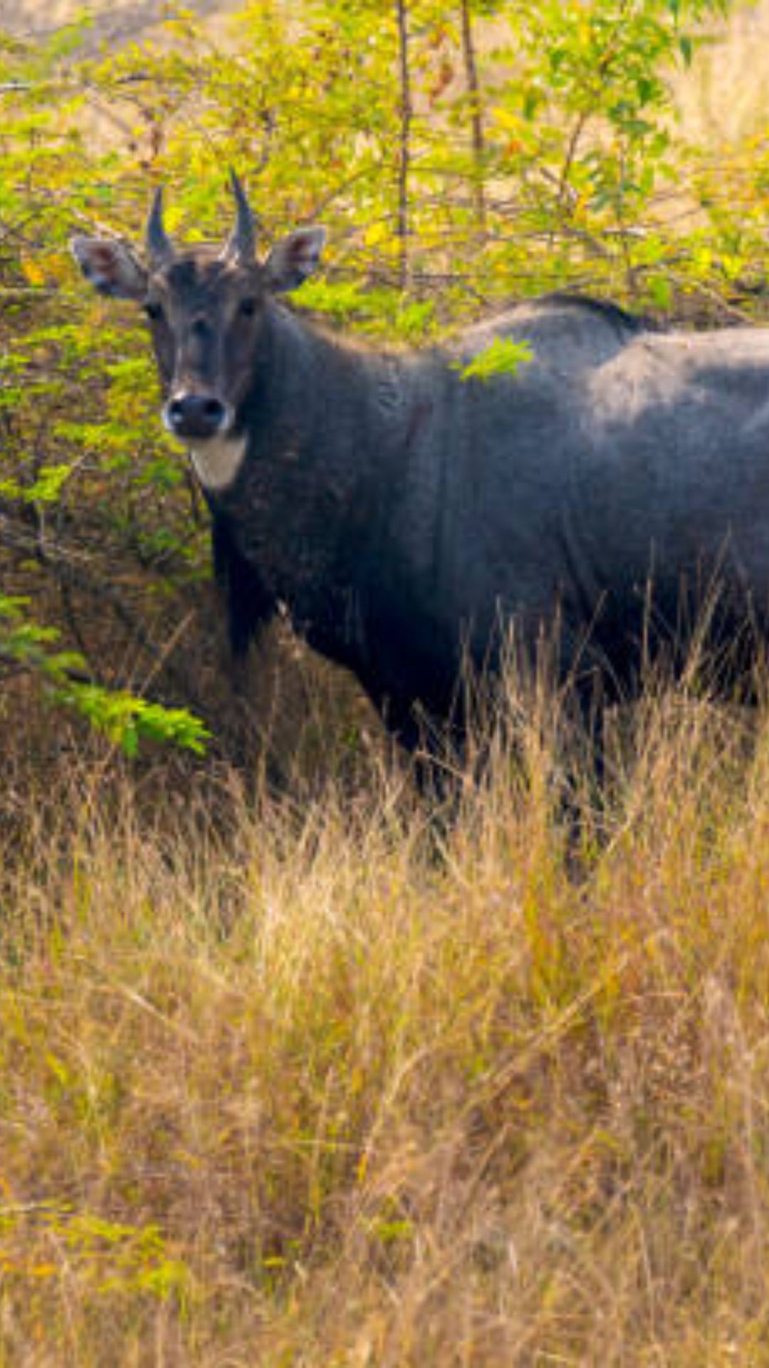 नीलगाय एक जंगली और बहुत ही शक्तिशाली जानवर है
