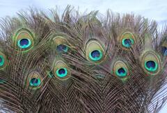 Vastu Tips: મોરપંખને ઘરમાં આ જગ્યા પર રાખી દો, પૈસાથી ભરાઈ જશે તિજોરી