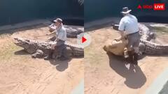मगरमच्छ की पीठ पर बैठा था जू कीपर, पलटे शिकारी ने जबड़े में दबोची जांघ, चीखों से कांप उठा चिड़ियाघर!