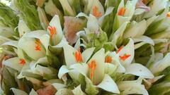 100 साल में सिर्फ एक ही बार खिलता है यह पौधा, हैरान कर देंगी इसकी खूबियां