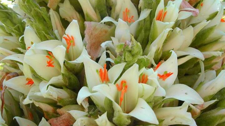 पृथ्वी पर मौजूद इस पौधे का नाम है पुया रायमोंडी. यह एक बहुत दुर्लभ और विशाल पौधा है, जो कि 100 साल में सिर्फ एक बार ही खिलता है.