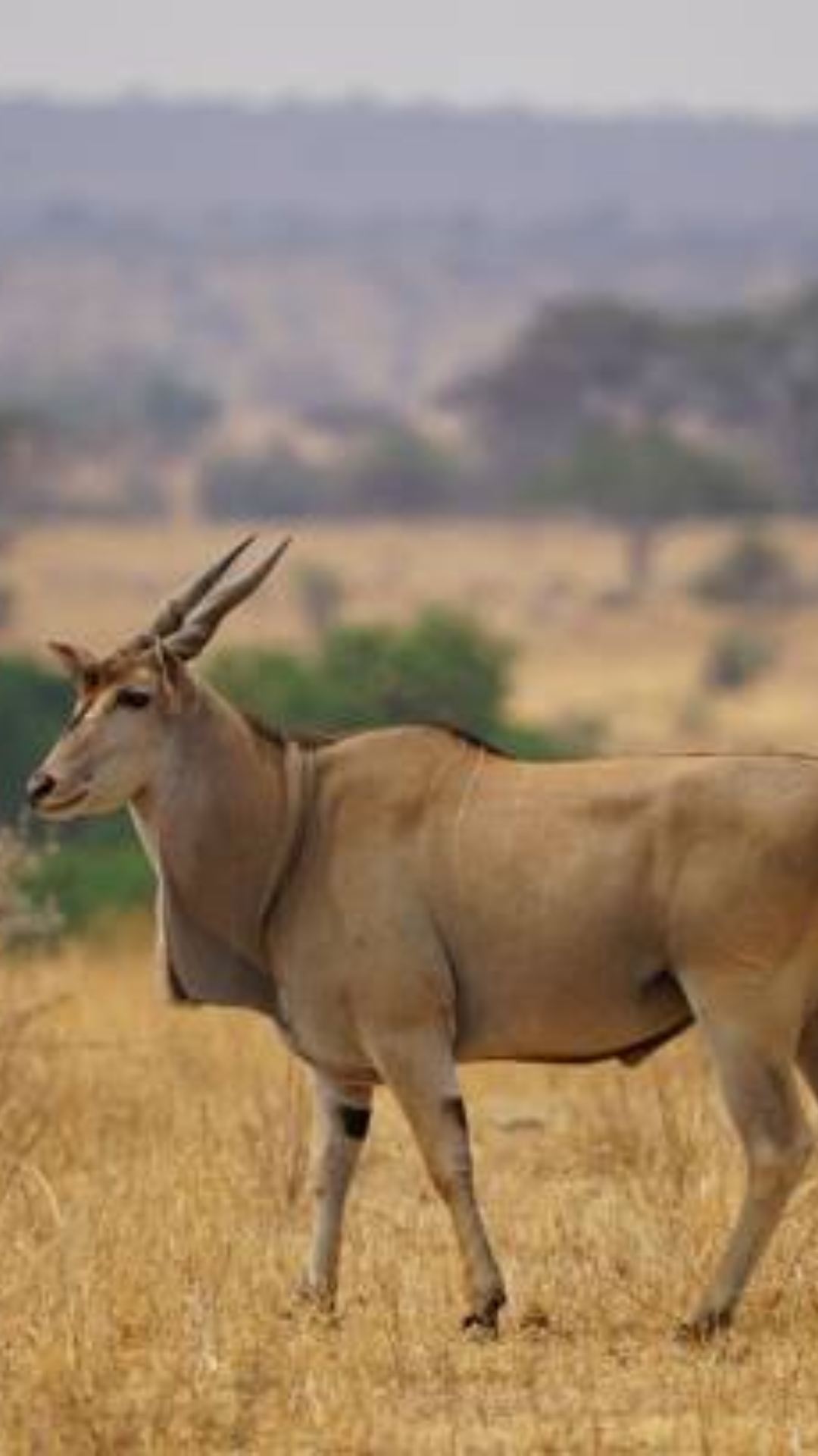 मगर क्या आपने कभी सोचा है कि इस जानवर का दूध भी पिया जा सकता है?
