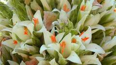 Blooms GK: 100 વર્ષમાં માત્ર એક જ વાર ઊગે છે આ છોડ, દંગ રહી જશો એની ખુબીઓ જાણીને