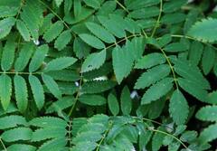 बरसात में स्किन इरिटेशन से हैं परेशान? नहाने के पानी में मिलाएं ये 6 आसान चीजें