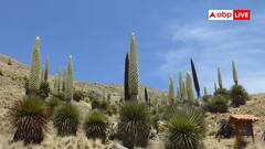 Blooms GK: 100 વર્ષમાં માત્ર એક જ વાર ઊગે છે આ છોડ, દંગ રહી જશો એની ખુબીઓ જાણીને