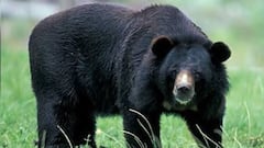 मध्य प्रदेश: पति की खातिर भालुओं से भिड़ गई पत्नी! जान पर खेलकर बचाई जिंदगी