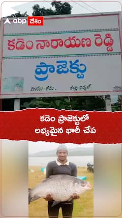 కడెం ప్రాజెక్టులో లభ్యమైన భారీ చేపలు